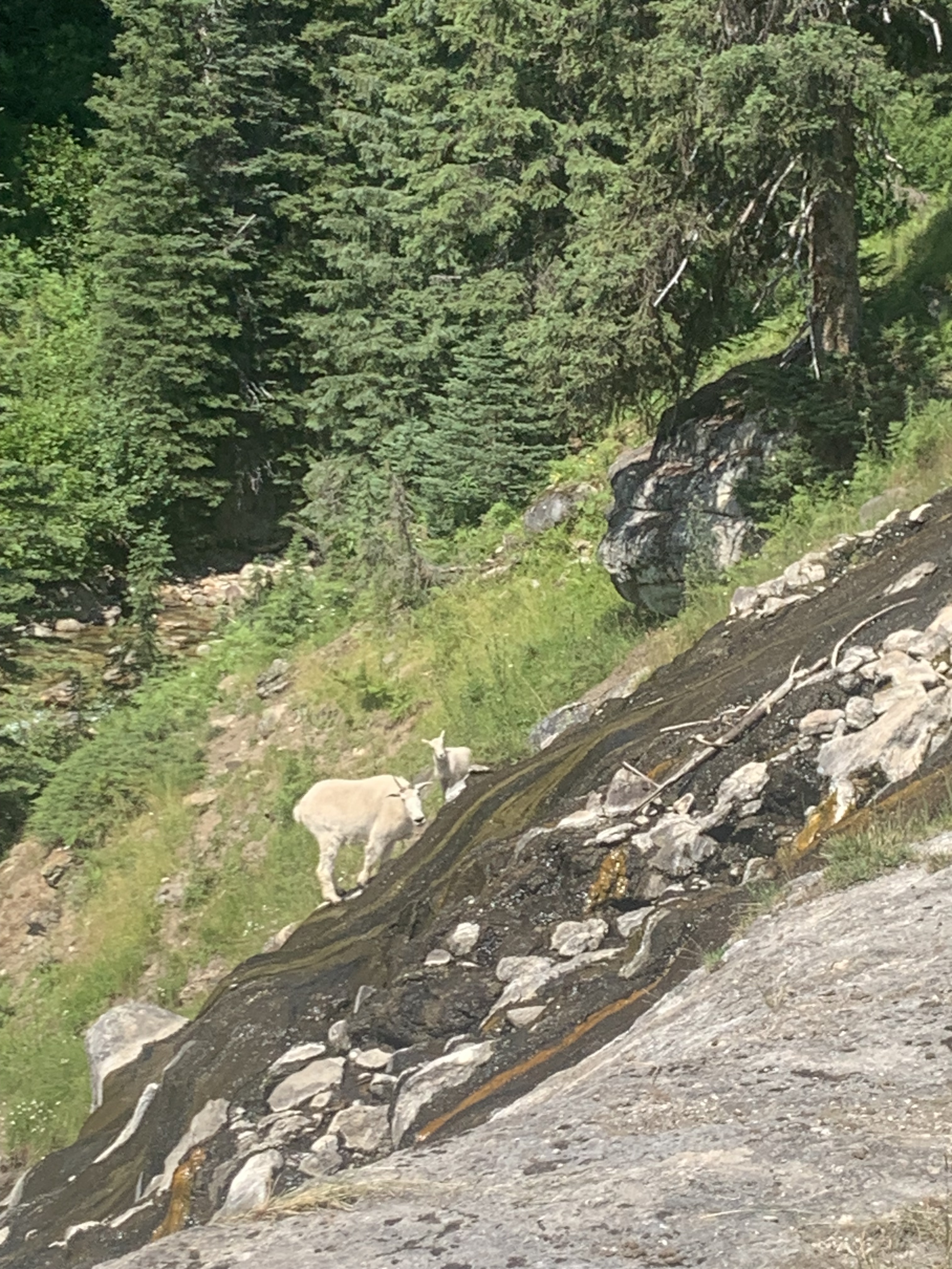 Mountain goats at Dewar Springs